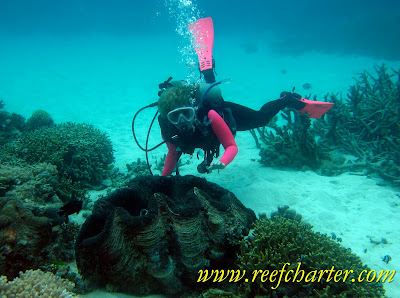 Scuba Diver and Giant Clam