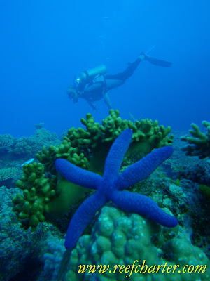 Blue Starfish with Scuba Diver in Background