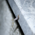 Mayfly
