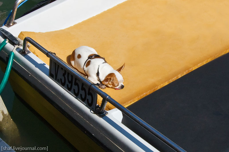 Италия, остров Бурано, утомленная собачка | Venezia, Burano, Italy | Benatky, Italie