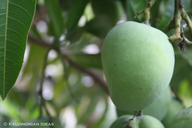 Random Shots | Photo by: Kelvin Servigon One of my favorite fruit, mangoes!