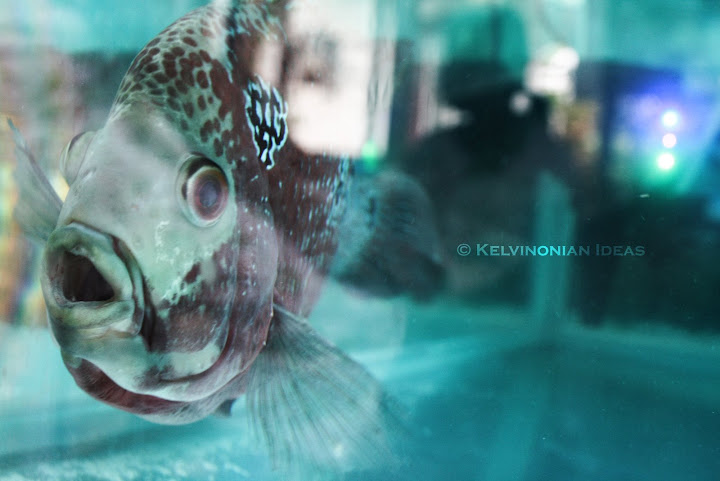 Flowerhorn | Photo by: Kelvin Servigon Flowerhorn | Photo by: Kelvin Servigon