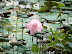 Tripura - lotus bed