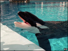 Orca (AP/Arquivo)