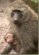 baboon