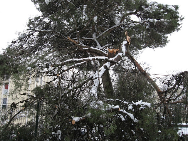 photo%20neige%208%20mars%202010%20vegetation%20%282%29.jpg