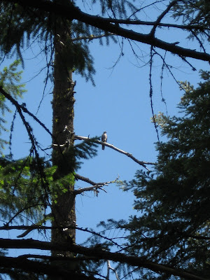 Female Northern Goshawk