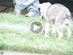 MOV02621.MPG
