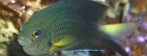 Saberé bicolor
