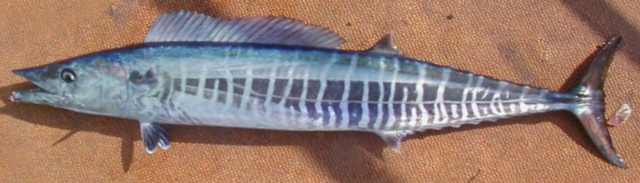 Cavala aipim