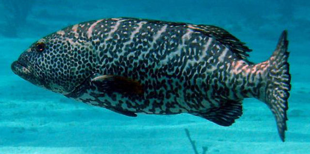Badejo tigre