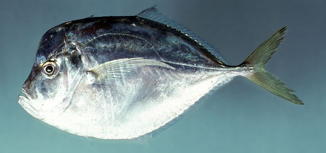 Peixe galo