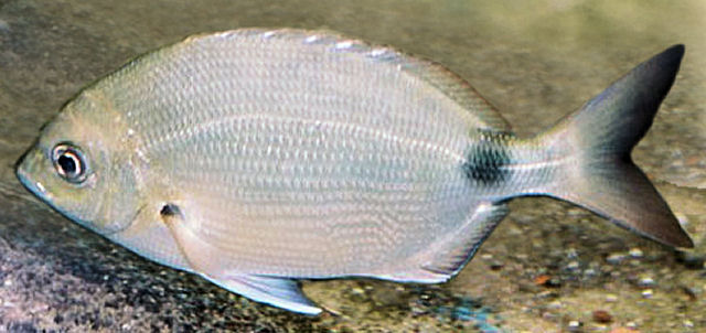 Marimbá