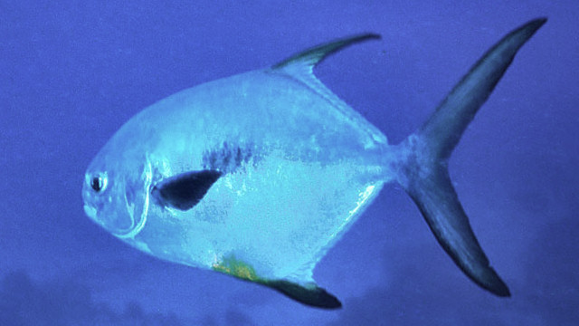 Pampo garabebéu