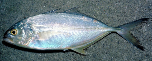 Carapau verdadeiro
