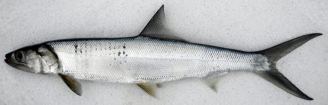 Ubarana