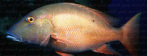 cioba