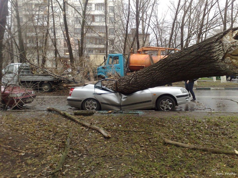 Упавшее дерево на автомобиль