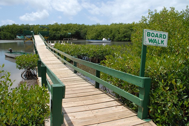 [South_Coast-mangrove[2].jpg]