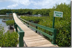 South_Coast-mangrove