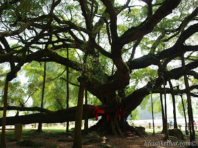 Big Banyan Tree in Yangshuo picture guilin escapade photo