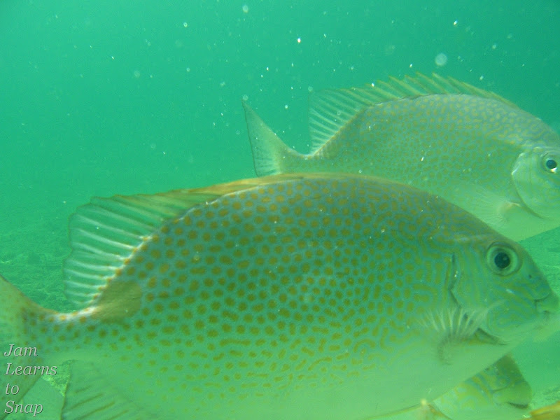 fish, photography, underwater photography, snorkeling