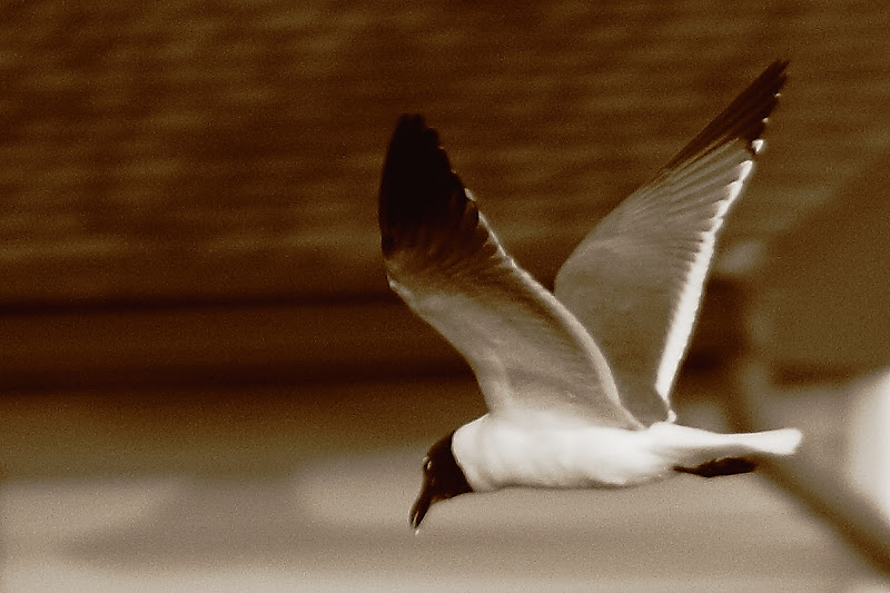 IMAGE: http://lh6.ggpht.com/_pI858HPu_js/Seat8XZS_uI/AAAAAAAAEls/-InKWw-2u_E/s800/IMG_2768_web.JPG