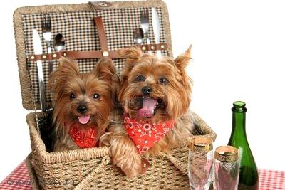[484121-due-adorable-yorkshire-terriers-in-un-cestino-da-picnic[8].jpg]