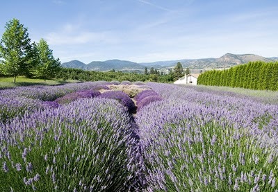 [lavender farm, british columbia[4].jpg]