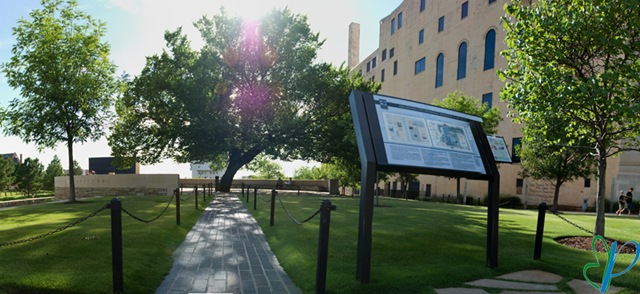 A panorama of the Survivor Tree