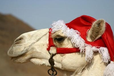 [christmas-camel[5].jpg]