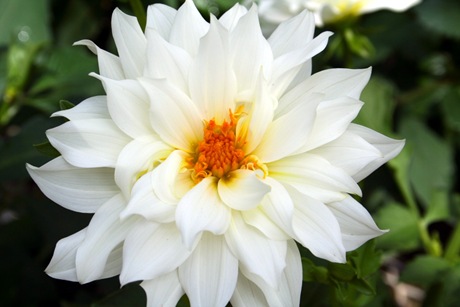 [Beautiful-white-flower[6].jpg]