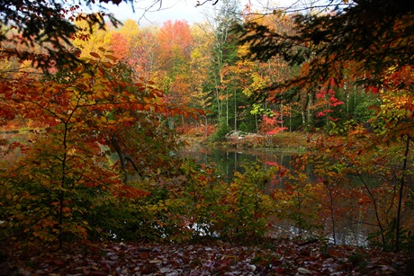 [fall-foliage-colors-forest-lake[7].jpg]