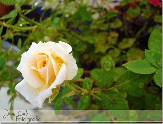 Rosa Amarela 2 Rosa Amarela 2