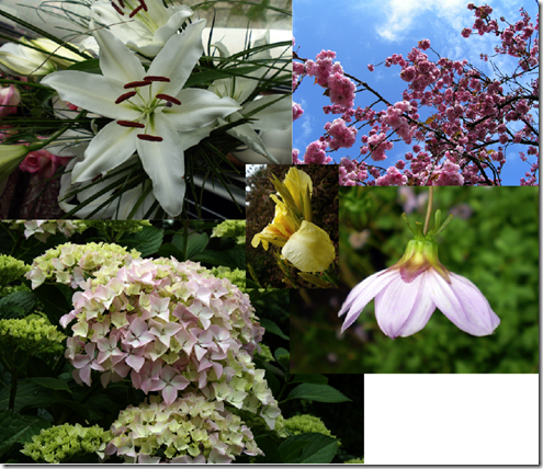 flowers-1-main flowers-1-main