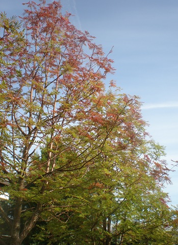 [P8310684_crop3.jpg]
