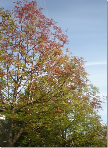 P8310684_crop