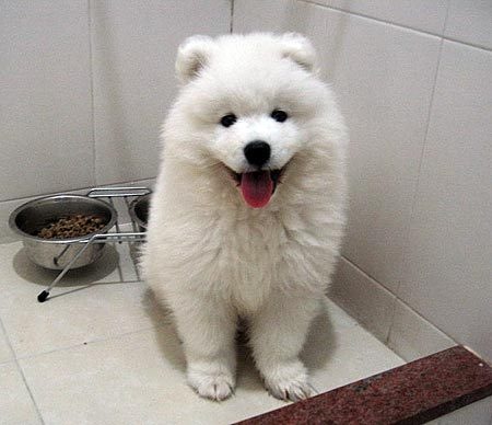 [tintin_samoyed13.jpg_w450[8].jpg]