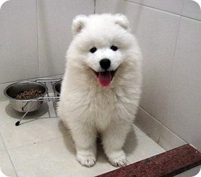 tintin_samoyed13.jpg_w450