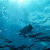 P6231501.JPG, Sea Turtle silhouette., Papua New Guinea Dive Highlights