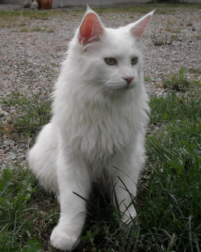 Maine Coon hanen FI*Escape's Orlando 7 månader