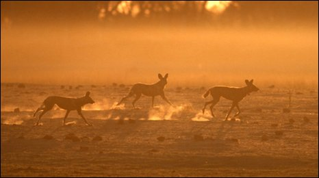 African wild dogs run free. BBC