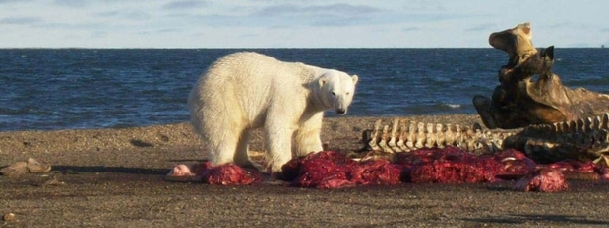 A polar bear feeds on a whale carcass on the beach near Kaktovik in the fall of 2009. With no Arctic ice visible, the bears have no place to go, so more and more remain on land. Photo by Angel VanHatten