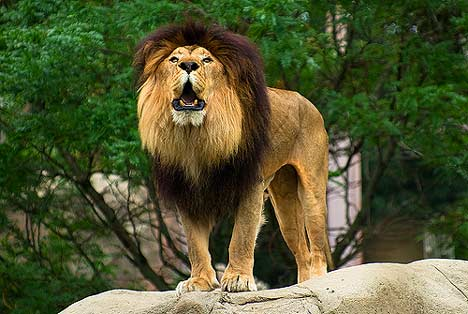 Black-maned lion. Image: Corey Leopold, Flickr