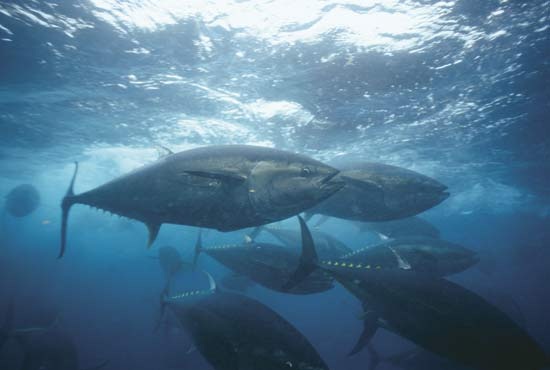 Bluefin tuna in waters near Japan. Sue Flood / Nature Picture Library