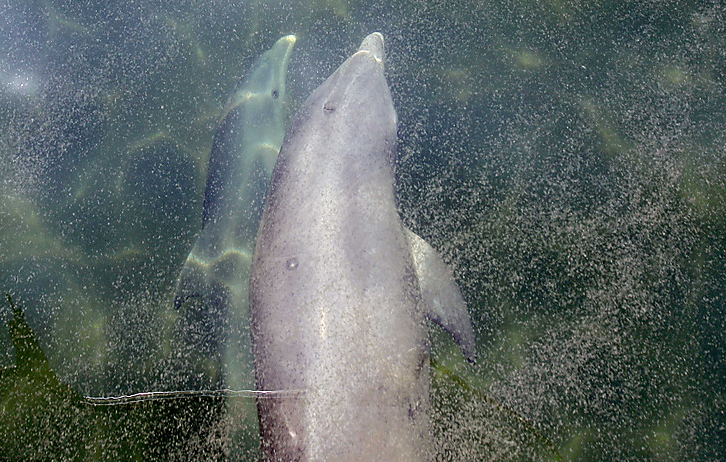 A pair of bottle-nose dolphins swim under the oily water of Chandeleur Sound in Louisiana, 6 May 2010. Alex Brandon / AP