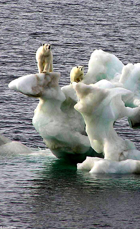 They cling precariously to the top of what is left of the ice floe, their fragile grip the perfect symbol of the tragedy of global warming. Captured on film by Canadian environmentalists, the pair of polar bears look stranded on chunks of broken ice, February 2007. EnviroZine