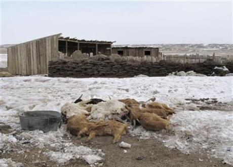 Carcasses of goats, which died due to cold weather, are piled up together at Bayangol County in Uvurkhangai province March 18, 2010. Credit: Reuters / Mongolian Red Cross Society / Enkhtor Dorjzovd / Handout