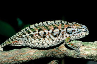 Madagascar is a hotspot of extinctions (21 percent local extinctions) and members of the Chamaeleonidae family (Pictured here: Furcifer lateralis) are currently going extinct. (Credit: Photo by Ignacio De la Riva)