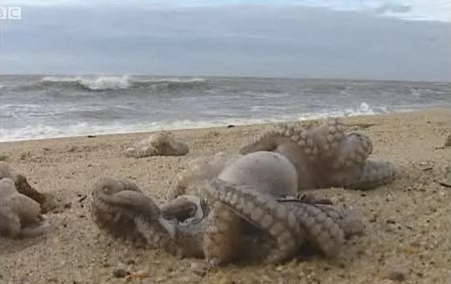 One of thousands of octopuses that have washed up dead on the Portugal coast. BBC 